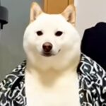 『服やったんｗｗｗ』犬にAI加工をしてみた結果→思わず笑う『衝撃の最終形態』が58万再生「うちのお父さんかとｗｗ」「親分レベルの貫禄」(ブログ)