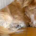 大好きなパパをお見送りして寂しがる犬→わかりやすく『落ち込む光景』が14万再生「こんなに愛されてるなんて」「パパさん以外ダメなんだｗ」(ブログ)