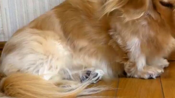 大好きなパパをお見送りして寂しがる犬→わかりやすく『落ち込む光景』が14万再生「こんなに愛されてるなんて」「パパさん以外ダメなんだｗ」(ブログ)