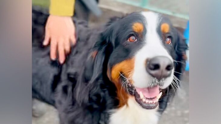 『建設現場』の前を通りがかった超大型犬→作業員たちが近づいてきて…微笑ましすぎるやり取りが25万再生「ホント嬉しそう」「モフりたい」(ブログ)