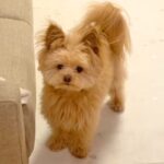 犬に『伏せ』と指示したら→自信満々で見せた『思っているのと違う体勢』になる光景が184万再生「菜々緒で草」「可愛いので正解！」と絶賛(ブログ)