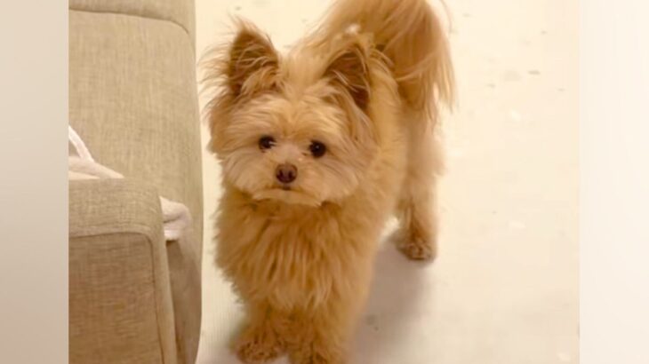 犬に『伏せ』と指示したら→自信満々で見せた『思っているのと違う体勢』になる光景が184万再生「菜々緒で草」「可愛いので正解！」と絶賛(ブログ)