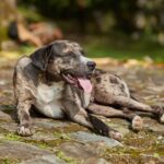 犬が『疲れた』と言っているサイン5つ　愛犬の疲労が溜まってしまう原因とは？(ブログ)