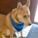 外食へ行くため、犬に『お留守番』を頼んだ結果→玄関で…愛おしい拒否と『帰宅時の熱烈歓迎』に反響「健気でかわいい」「一緒に行きたいね」(ブログ)