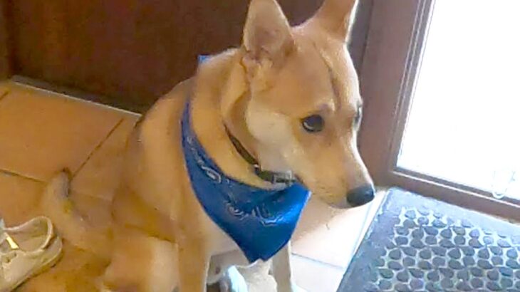 外食へ行くため、犬に『お留守番』を頼んだ結果→玄関で…愛おしい拒否と『帰宅時の熱烈歓迎』に反響「健気でかわいい」「一緒に行きたいね」(ブログ)