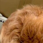 『なにやら変な音がする』と確認しに行ったら、大型犬が…まさかの光景が103万再生「うちの犬もやってたｗ」「可愛すぎ」「笑ってしまった」(ブログ)