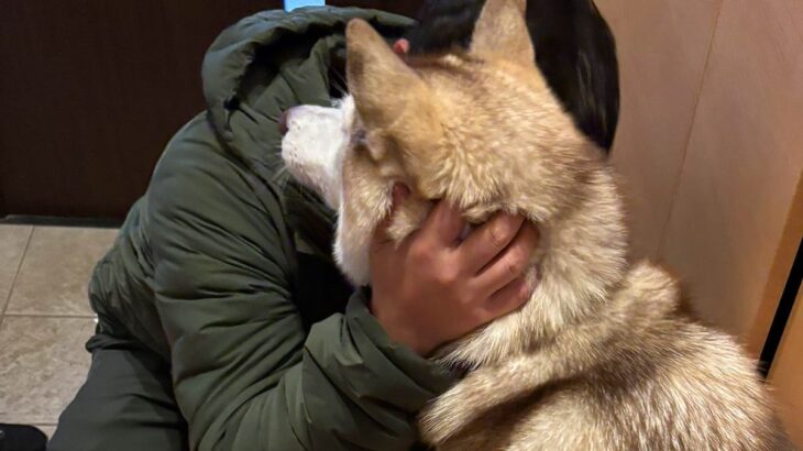 性格が正反対な『シベリアンハスキーの親子』→パパが出かけると…違いが顕著に表れる光景に反響「めっちゃ事務的で草」「面白すぎるｗ」と爆笑(ブログ)