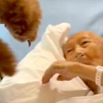入院中、ずっと『犬に会いたい』と言っていたおじいちゃん→亡くなる10日前の『再会の瞬間』に涙が出ると80万再生「動物の力は絶大」「感謝」(ブログ)