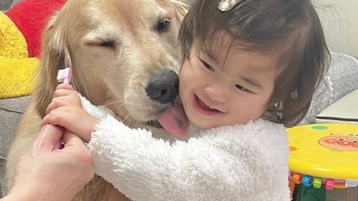 歯磨きを頑張る犬たち→1歳の女の子が近づいて…幸せに溢れている『尊い行動』が11万再生「自然と笑顔になっちゃう」「すべてが可愛い」と絶賛(ブログ)