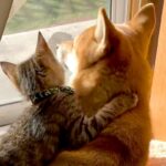 窓辺で日向ぼっこする犬と子猫→後ろ姿を見ていたら…尊すぎる『2匹の光景』が13万再生「抱きついていくの可愛すぎ…」「ずっと見てたい」(ブログ)