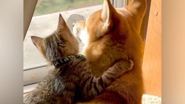 窓辺で日向ぼっこする犬と子猫→後ろ姿を見ていたら…尊すぎる『2匹の光景』が13万再生「抱きついていくの可愛すぎ…」「ずっと見てたい」(ブログ)