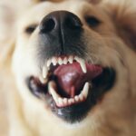 犬の『年齢を判断する方法』3選　見た目に表れる変化や年齢別の注意点まで(ブログ)