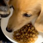 犬がごはんを食べていたら『他の犬』が隣にやってきて…あまりにも『食べづらすぎる光景』が面白いと話題「無言の圧ｗ」「食べたそうで草」(ブログ)
