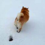 雪が積もったので、犬と一緒に広場へ→『喜んで遊ぶかな』と思ったら…潔すぎる『まさかの行動』が11万再生「生粋の室内犬」「チラ見してて草」(ブログ)