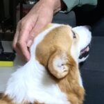 犬があまり好きじゃないおじいちゃん→久しぶりにワンコに会った結果…微笑ましすぎる『ツンデレ対応』に反響「仲良し作戦」「距離縮まってる」(ブログ)