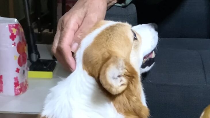 犬があまり好きじゃないおじいちゃん→久しぶりにワンコに会った結果…微笑ましすぎる『ツンデレ対応』に反響「仲良し作戦」「距離縮まってる」(ブログ)