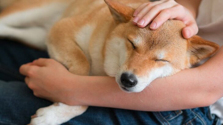犬が『腕枕を好む理由』3選　飼い主と一緒に寝たがる心理や添い寝する際の注意点まで(ブログ)