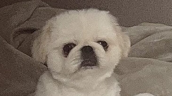 『やけに犬が静かだなあ』と思って様子を確認した結果→「見たことないくつろぎ方」「脱力感たまらん」想定外だった光景に14万表示の反響(ブログ)