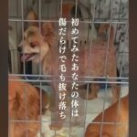悪徳ブリーダーから保護された犬→毛は抜け落ち傷だらけ…幸せを掴むまでの物語に号泣「涙が止まらない」「幸せになってね」と9万再生の反響(ブログ)