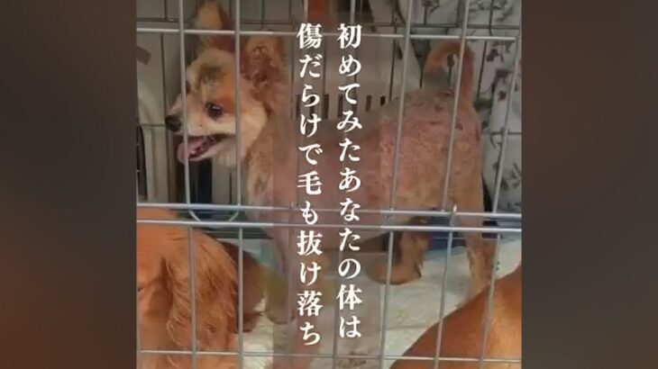 悪徳ブリーダーから保護された犬→毛は抜け落ち傷だらけ…幸せを掴むまでの物語に号泣「涙が止まらない」「幸せになってね」と9万再生の反響(ブログ)
