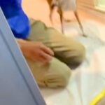 犬がいる家に『工事の作業員』がきた結果→『吠えるかな』と思ったら⋯仕事にならない『想定外の光景』が8万再生「めちゃ可愛い」「たまらん」(ブログ)