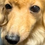 なぜか『ヘアセット』されていた犬→原因を探ってみた結果…まさかの『工程』が可愛すぎると22万再生「無抵抗ｗｗｗ」「カッピカピで草」(ブログ)