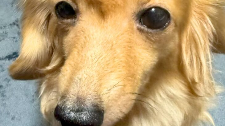 なぜか『ヘアセット』されていた犬→原因を探ってみた結果…まさかの『工程』が可愛すぎると22万再生「無抵抗ｗｗｗ」「カッピカピで草」(ブログ)