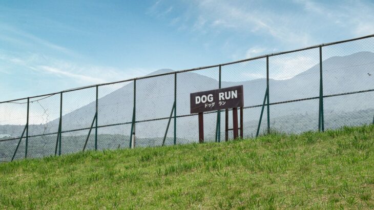 犬が発情しているときの『絶対NG行為』4つ　発情期を迎えたワンコがみせる行動とは？(ブログ)