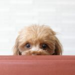 犬が『遊びたくない』ときにみせるサイン５選　そっとしておいてほしいと思う理由とは？(ブログ)