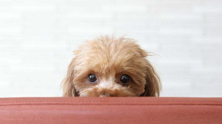 犬が『遊びたくない』ときにみせるサイン５選　そっとしておいてほしいと思う理由とは？(ブログ)