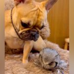 友人宅のフクロウに会った犬→じっと動かないのを心配して…種族を超えた『母性あふれる光景』が15万再生「仲良くなれるんだ」「優しい子」(ブログ)