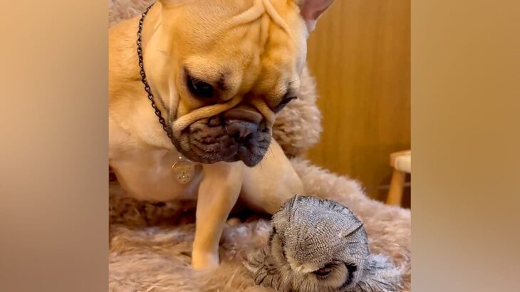 友人宅のフクロウに会った犬→じっと動かないのを心配して…種族を超えた『母性あふれる光景』が15万再生「仲良くなれるんだ」「優しい子」(ブログ)
