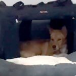 医者から『一生怯えたまま』と言われた保護犬→5年間大切に育てた結果…『嘘のような変化』が29万再生「泣けてくる」「本当にすごい」と称賛(ブログ)