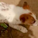 川に落ちていた『野犬の子犬』を助けた男性→絶対に見捨てることができない『まさかの行動』に199万再生の反響「さみしかったね」「泣いた」(ブログ)