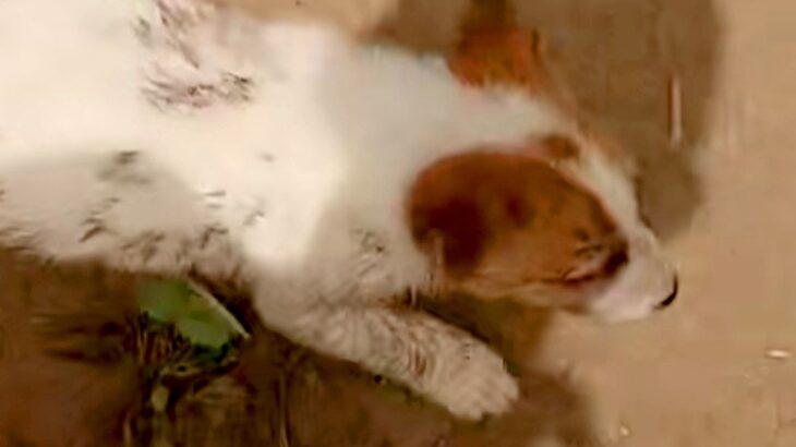 川に落ちていた『野犬の子犬』を助けた男性→絶対に見捨てることができない『まさかの行動』に199万再生の反響「さみしかったね」「泣いた」(ブログ)