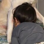 お母さんに叱られた男の子→保護犬に『助けて』と駆け寄って…家族愛を感じる『尊い光景』に1万いいね集まる「もうひとりの親」「めっちゃ人間」(ブログ)
