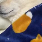 『6年間、犬と一緒の布団で寝続けた』結果→野生を忘れすぎている『まさかの末路』が285万再生「完全に人で草」「前世人間だったのかなｗ」(ブログ)