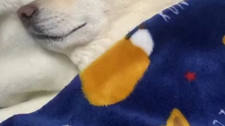 『6年間、犬と一緒の布団で寝続けた』結果→野生を忘れすぎている『まさかの末路』が285万再生「完全に人で草」「前世人間だったのかなｗ」(ブログ)