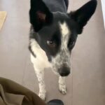 猫のおしりを『トントン』した結果→犬が『いじめられている』と勘違いして…まさかの対応が13万再生「全員可愛すぎ」「大好きなんだね」(ブログ)