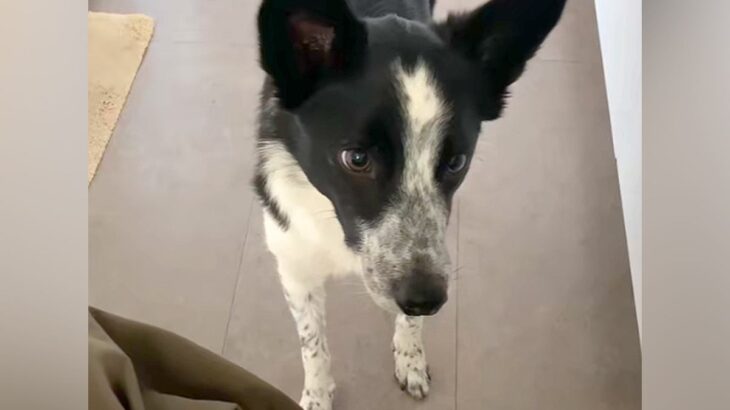 猫のおしりを『トントン』した結果→犬が『いじめられている』と勘違いして…まさかの対応が13万再生「全員可愛すぎ」「大好きなんだね」(ブログ)