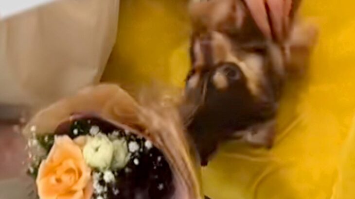 3年間お世話になったトリマーが退職→最終出勤日に『お別れ』を言いに行くと…感動的な光景に反響「私だったら泣く」「大好きだったんだね」(ブログ)