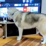 『ママ…？』入院中、家で待つ大型犬に『ペットカメラから話しかけた』結果…想像以上に『愛おしい反応』に反響「賢い子」「首傾げてるの可愛い」(ブログ)