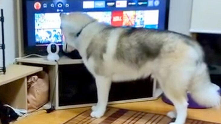 『ママ…？』入院中、家で待つ大型犬に『ペットカメラから話しかけた』結果…想像以上に『愛おしい反応』に反響「賢い子」「首傾げてるの可愛い」(ブログ)