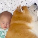 赤ちゃんをいつも近くで見守る犬→まるで本当の兄弟のように『一緒に成長する光景』が9万再生「こちらまで笑顔になる」「もう全てが微笑ましい」(ブログ)