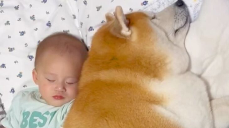 赤ちゃんをいつも近くで見守る犬→まるで本当の兄弟のように『一緒に成長する光景』が9万再生「こちらまで笑顔になる」「もう全てが微笑ましい」(ブログ)