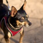 犬が『耳をピーンと立たせる』理由4選　耳の動きからわかる愛犬の気持ちや判断する方法まで(ブログ)