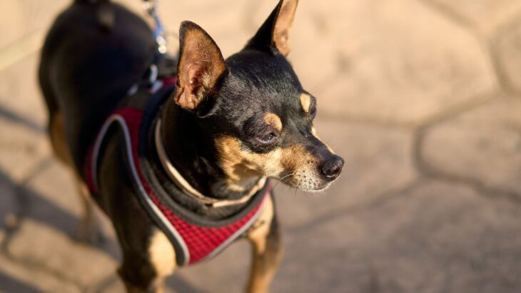 犬が『耳をピーンと立たせる』理由4選　耳の動きからわかる愛犬の気持ちや判断する方法まで(ブログ)