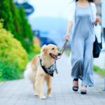 犬の散歩に行ってはいけない『NGタイミング』５選　考えられるリスクや適切な時間帯まで(ブログ)