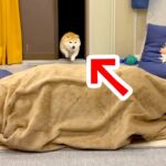 帰省した姉が『毛布の中に隠れて犬を出迎えた』結果→狂喜乱舞した『再会の瞬間』が53万再生「私までテンション上がった」「喜びの極みｗ」(ブログ)