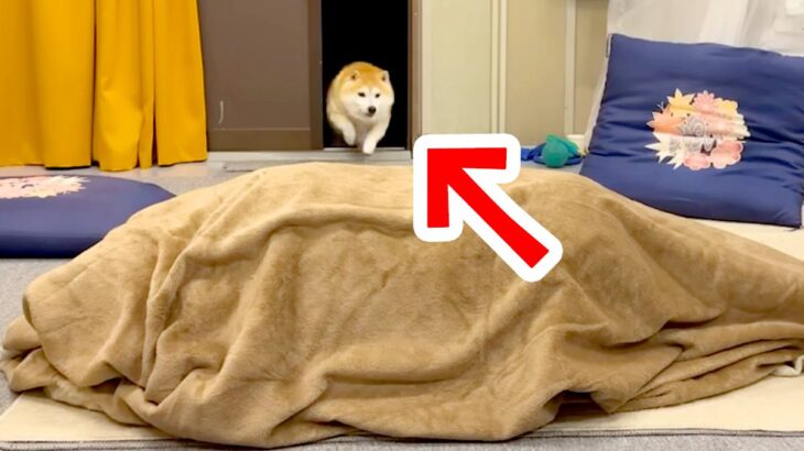 帰省した姉が『毛布の中に隠れて犬を出迎えた』結果→狂喜乱舞した『再会の瞬間』が53万再生「私までテンション上がった」「喜びの極みｗ」(ブログ)